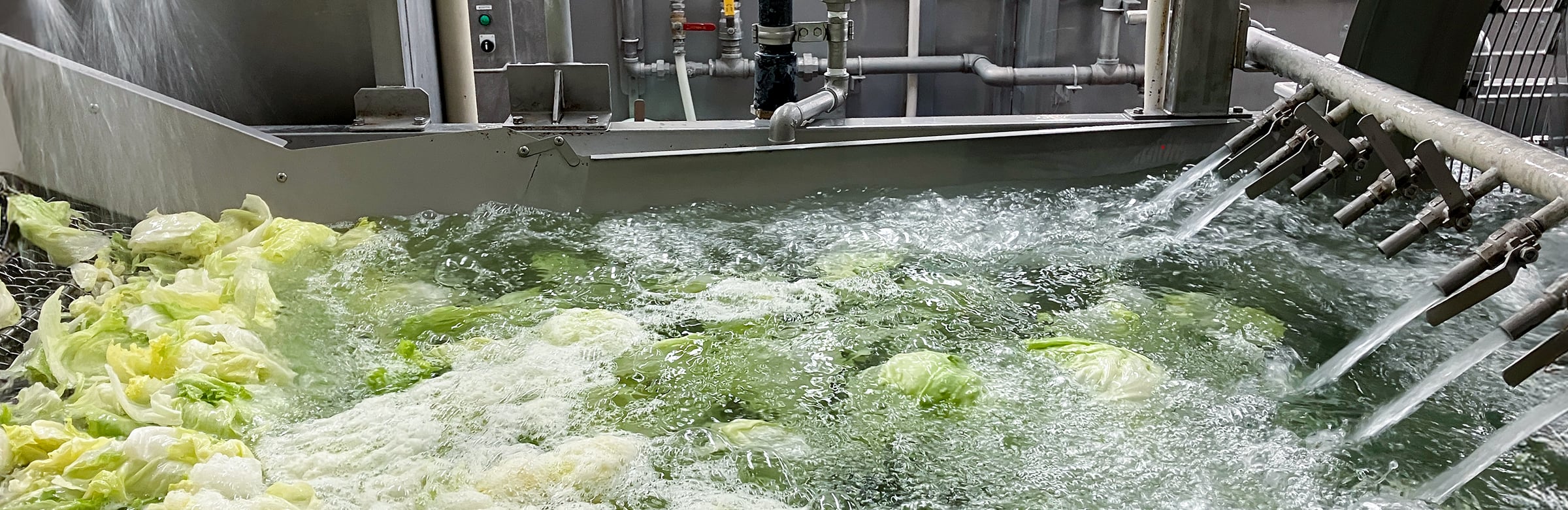 大量のレタスが洗浄されている様子