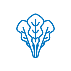 葉物野菜のイラスト