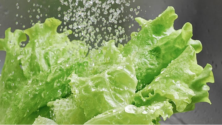 水でレタスを洗う様子